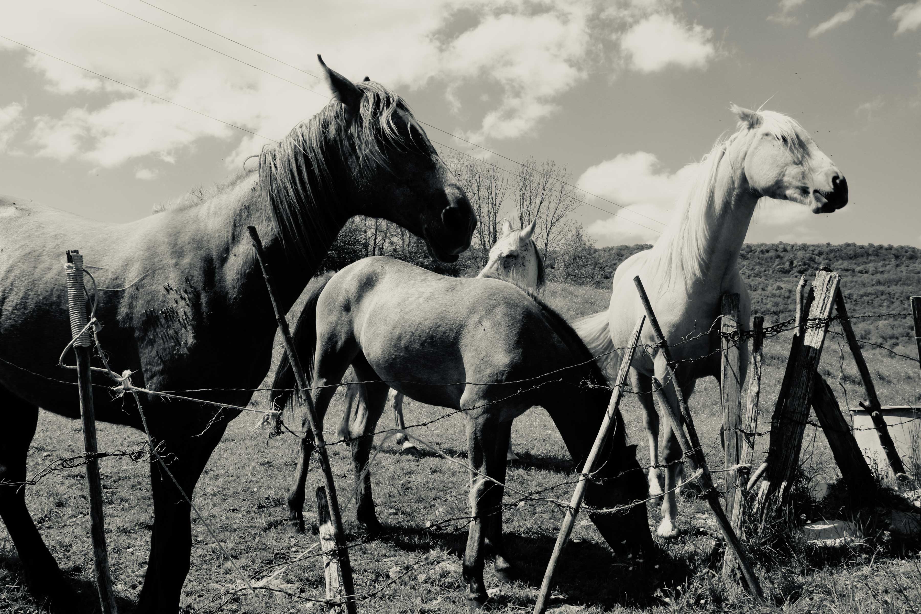 photo of four horses in a field in black and white