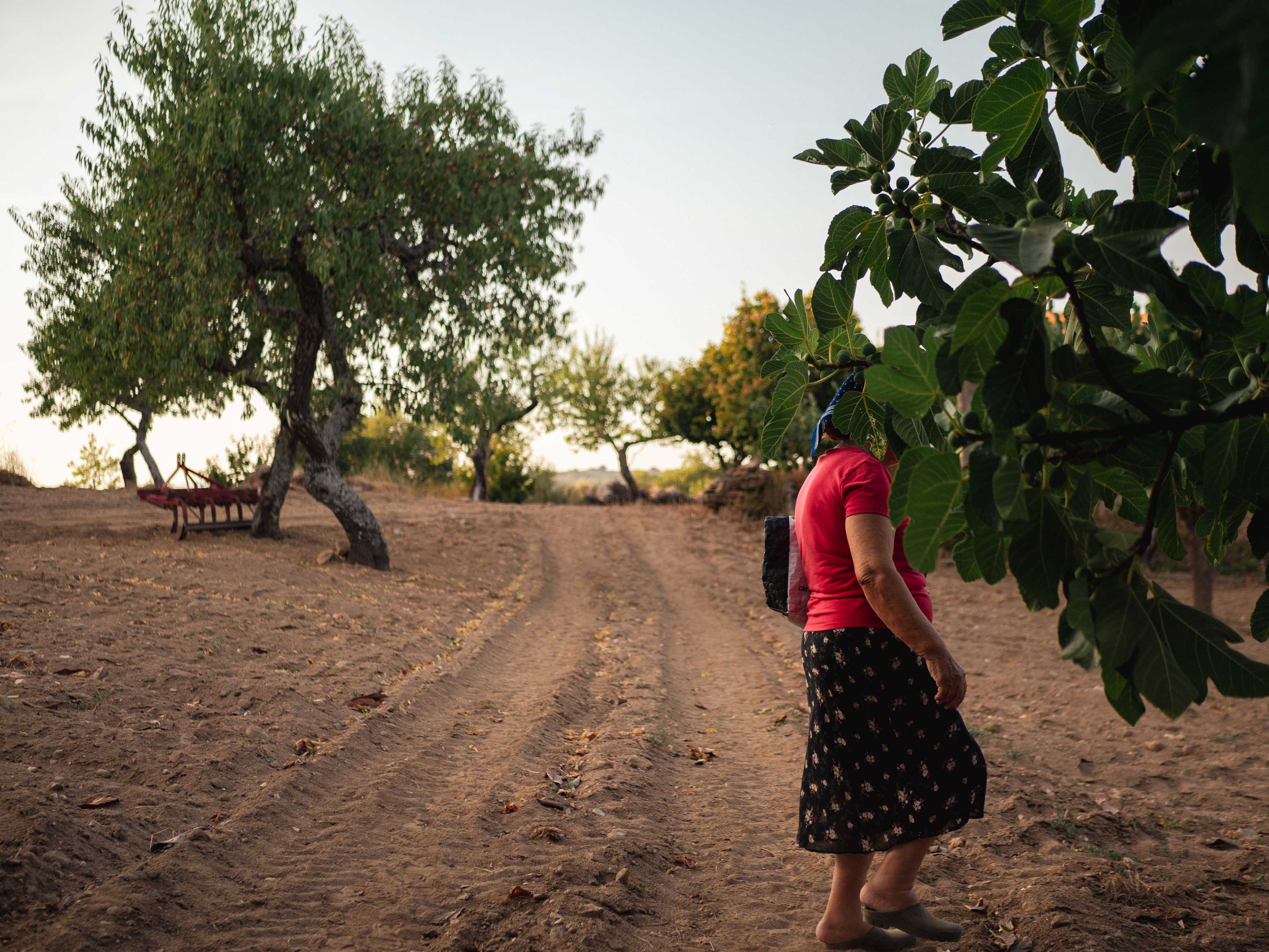 a photo of an old woman in an field of olive tree in Portugal
